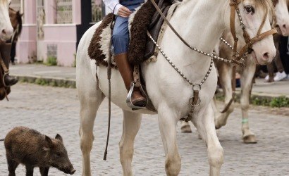 Javali faz amizade com cavalo e acompanha desfile por mais de 20 km