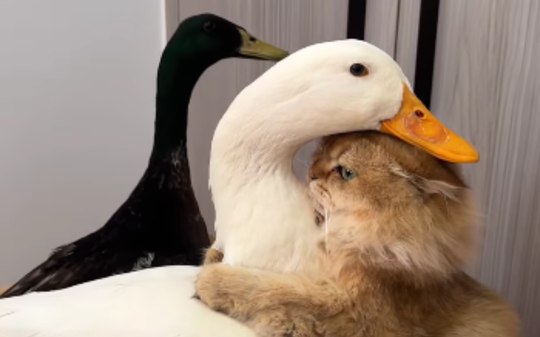 Amizade entre gato e patos encanta a web: "Isso é tão adorável"