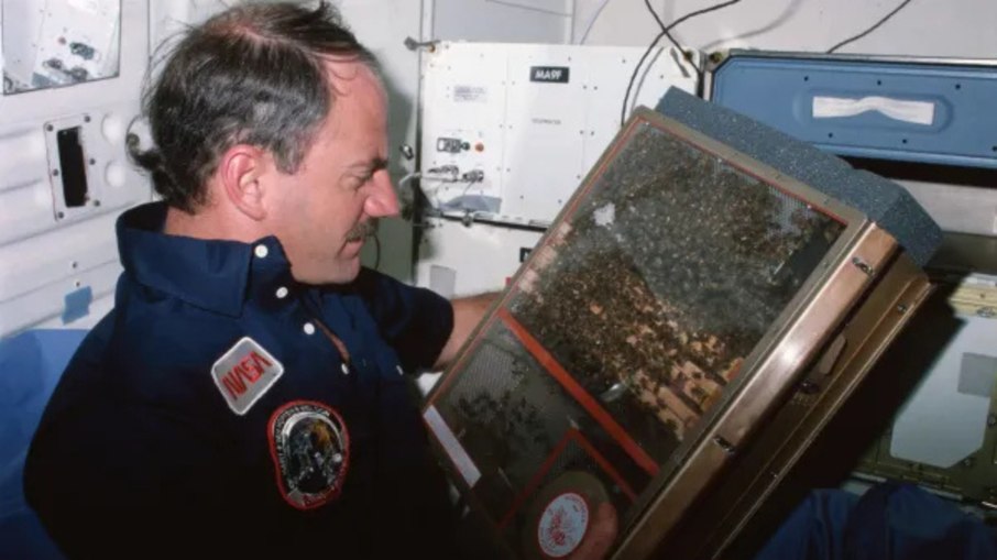 Astronauta James D. “Ox” Van Hoften, examina experimento estudantil com abelhas Astronauta James D. “Ox” Van Hoften, examina experimento estudantil com abelhas
