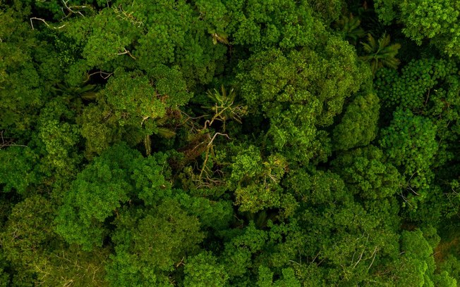 A Amazônia não é uma floresta virgem, mas um jardim plantado pelos povos indígenas