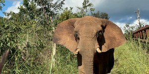 Elefante ataca e mata duas turistas em safari na África