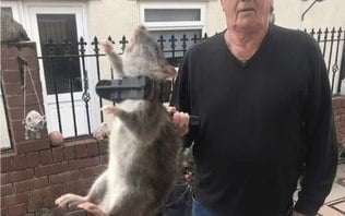 Homem encontra e captura rato gigante do tamanho de um 'cachorro