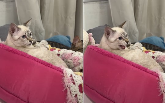 Gatinha se irrita e fica brava toda vez que o tutor espirra