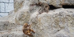 Macaco abandonado pela mãe faz amigos em zoológico