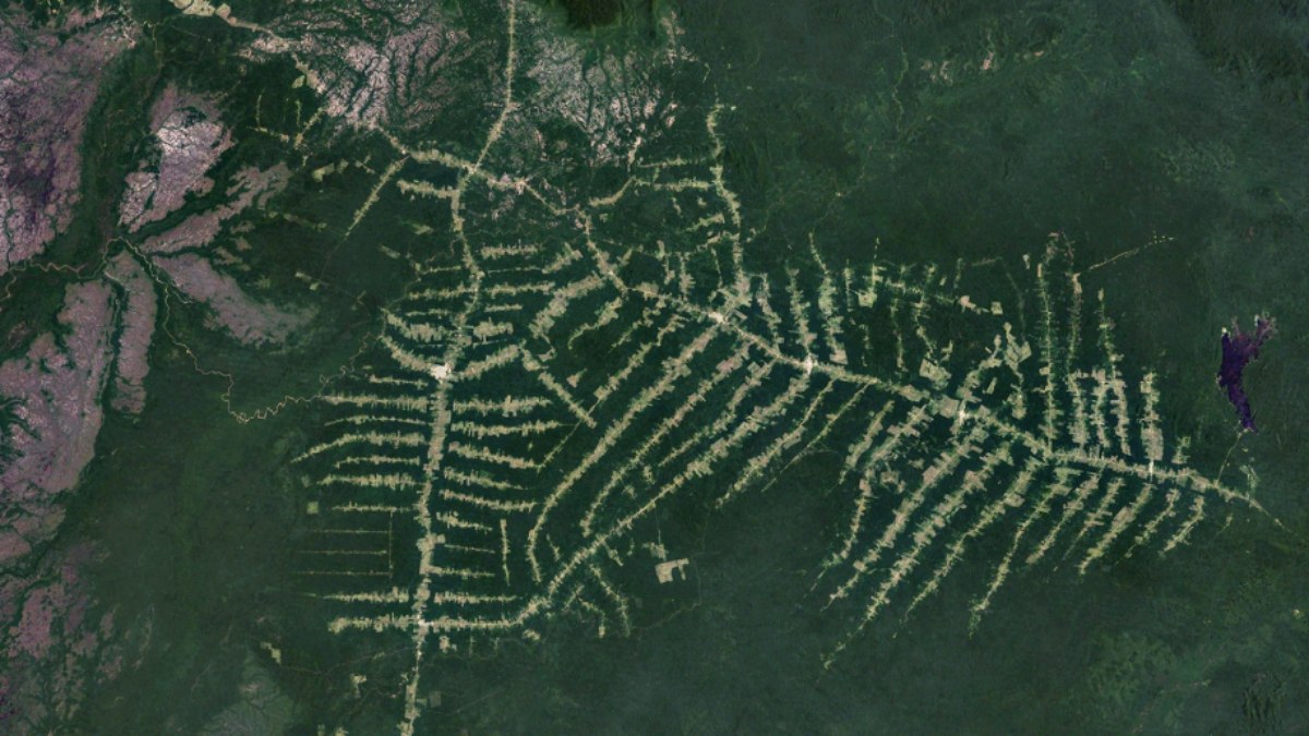 Estradas menores surgem das rodovias principais da Amazônia em um processo de desmatamento conhecido como padrão em espinha de peixe