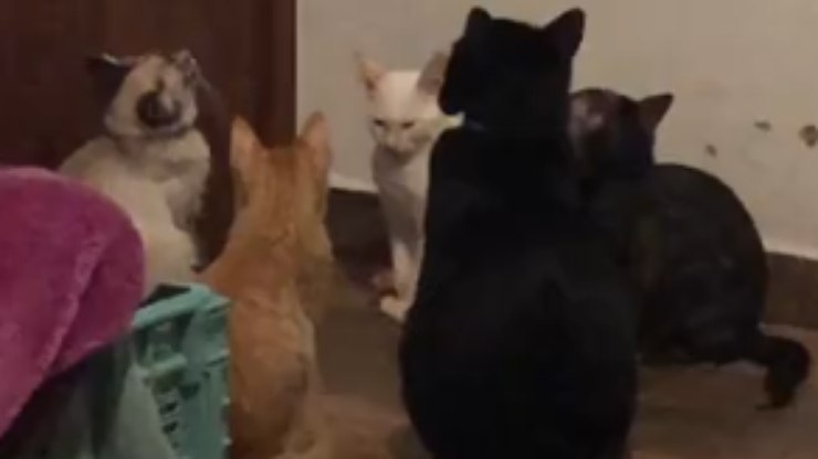 Vídeo viraliza e prova como gatos podem ser apegados aos tutores