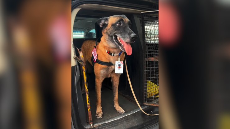 Cão policial visita pacientes com câncer em hospital de São Paulo