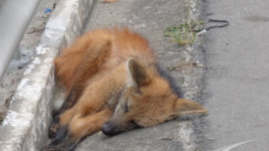 Lobo-guará atropelado Lobo-guará atropelado