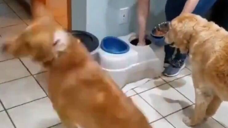 A felicidade desse cãozinho na hora da comida vai alegrar seu dia