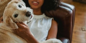 Como ajudar cães a lidar com estresse, orienta veterinária
