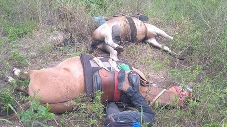 Fio de energia cai e mata cavalo em área rural de Itaporanga