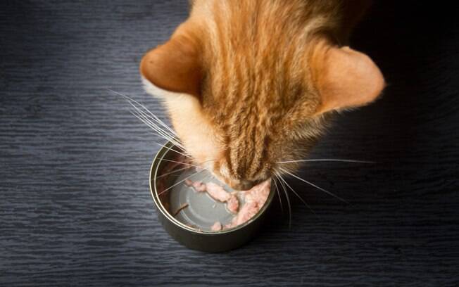 É importante oferecer as refeições antecipadamente para evitar que o gato enjoe