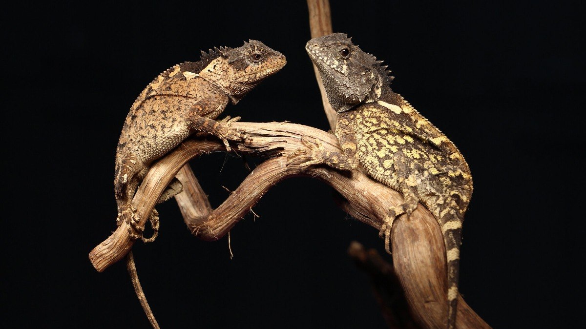 Acanthosaura syrax, faz referência a dragão montado pela rainha Rhaenyra Targaryen em “House of the Dragon”  