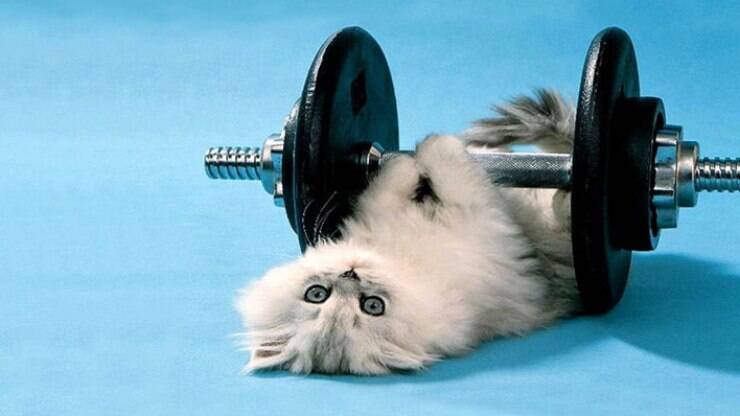 Gatos em forma: descubra os melhores exercícios para fazer com o pet em casa