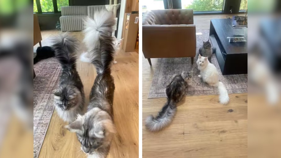 gatinho Pugsley Addams, da raça Maine Coon gatinho Pugsley Addams, da raça Maine Coon