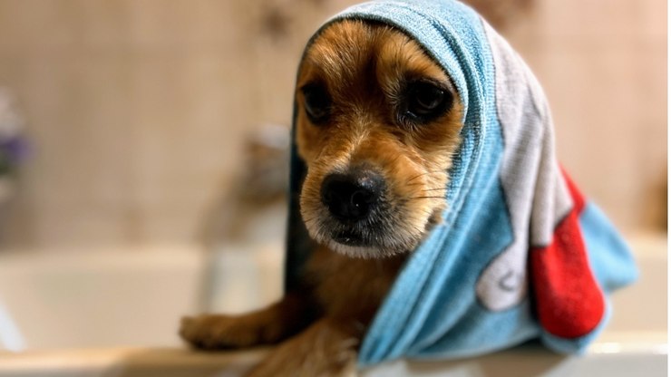 Especialista explica se é saudável banhos frequentes nos animais