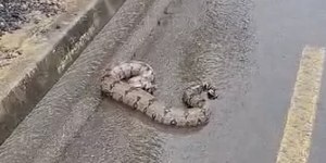 Jibóia de 1,5 metro é capturada no Anel Viário em Campinas