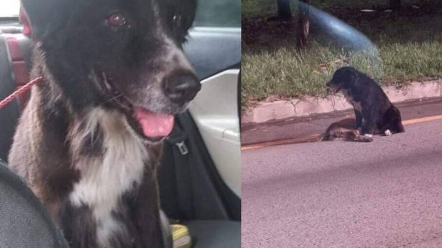 Cachorro passa dias protegendo corpo de cadela atropelada até ser resgatado