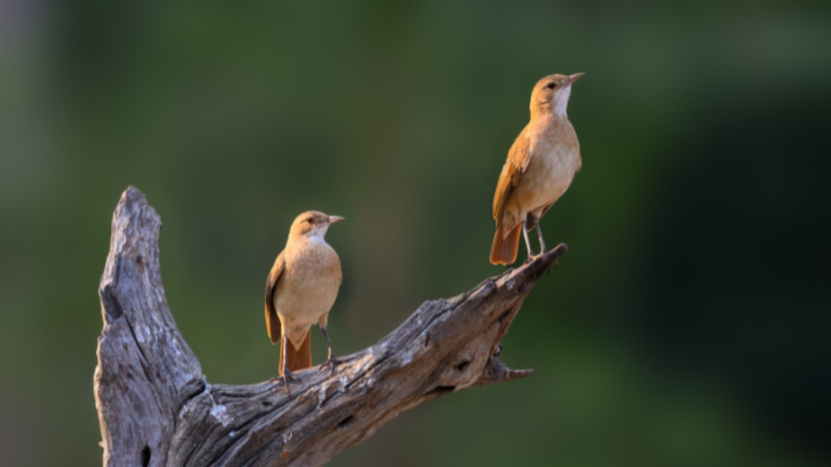 João de Barro João de Barro