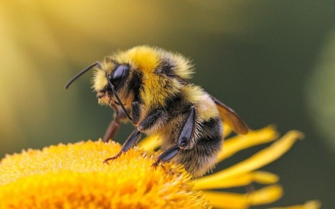 Insetos e outros invertebrados teriam consciência e senciência