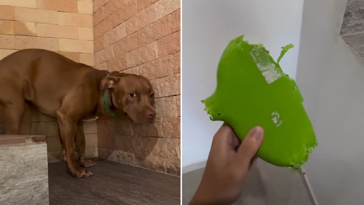 Pitbull destrói vassoura e se faz de desentendido após bronca