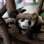 Apresentação de filhotes de panda em zoológico de Berlim. Foto: Berlin Zoo