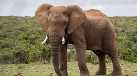 Casal de elefantes gêmeos nasce no Quênia