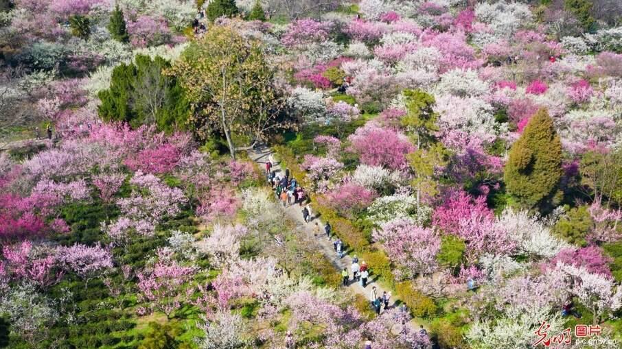 As flores de ameixa são simbólicas na China