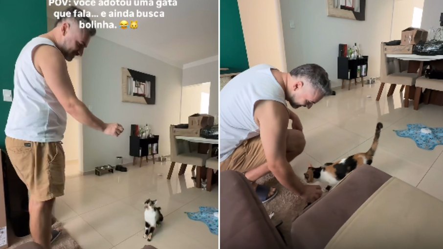 Gatinha age como cachorro e brinca de buscar bolinha