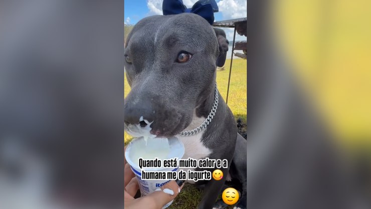 Pitbull aparece lambuzado ao se refrescar com iogurte