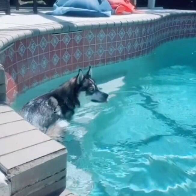 Hilário! Cãozinho se esconde na piscina sempre que apronta