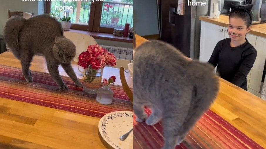 Felino não reagiu bem ao ver sua jovem amiga fantasiada como um gato