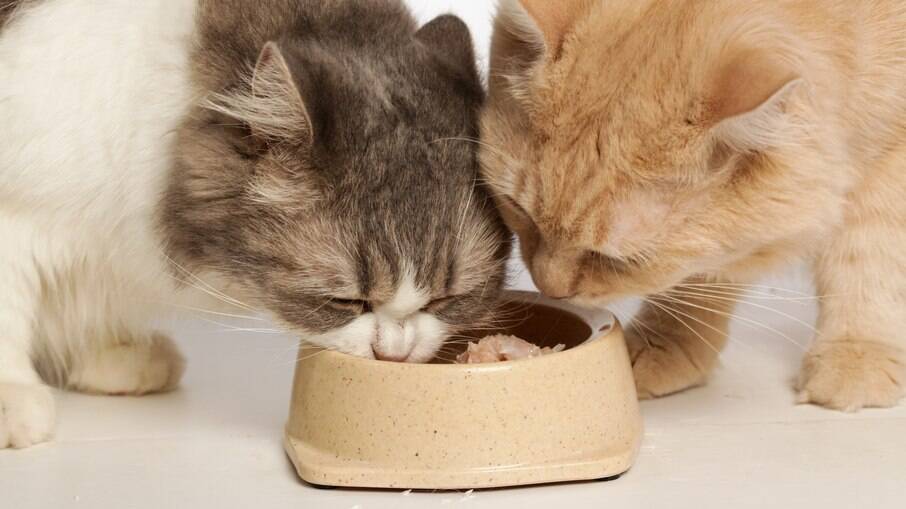 Os gatos precisam de uma ambiente próprio e sossegado para que possam comer com tranquilidade
