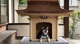 Casinha japonesa para cachorros custa mais de R$ 800 mil; veja