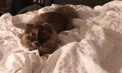 Homem ensina brincadeira de cachorro para o gato; assista