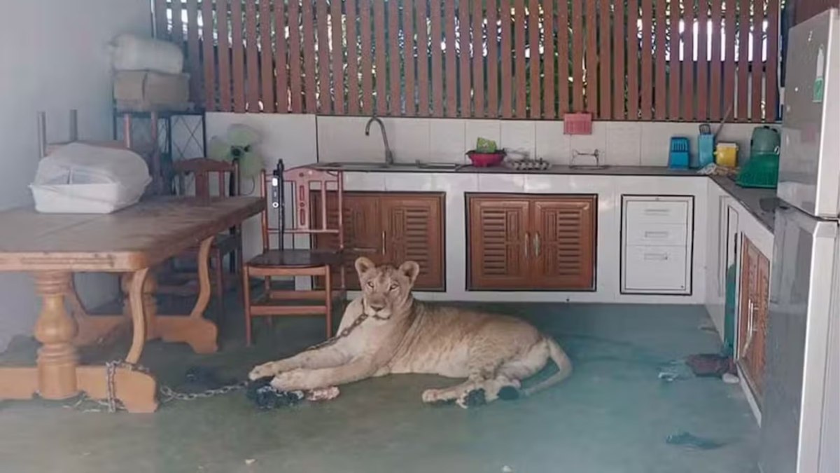 Leão de estimação escapa e ataca menino na Tailândia Leão de estimação escapa e ataca menino na Tailândia