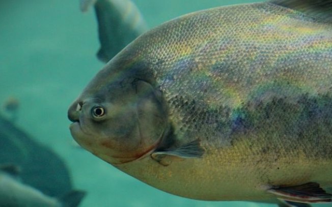 Pacu: peixe da Amazônia é misteriosamente encontrado em lago na Irlanda