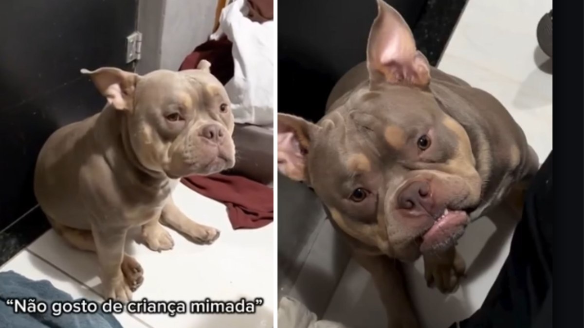 American bully chora ao ver irmão dormindo na sua cama