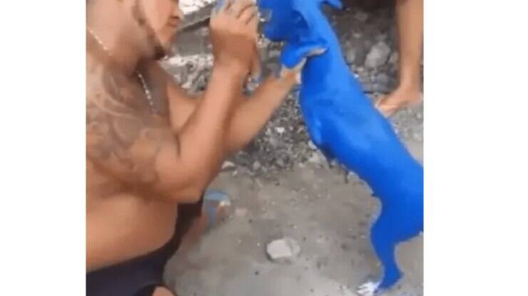 Dono pinta cachorro com tinta azul: "Foi para curar uma sarna"