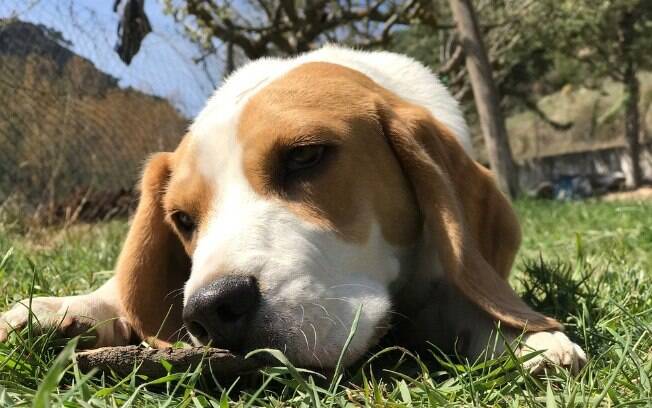 O Beagle é um grande fã e admirador de comida, irá sempre para onde o cheiro do alimento o levar.