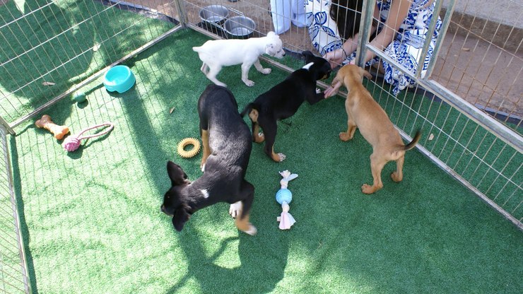 Feiras de adoção garantem lares a cães resgatados em Valinhos