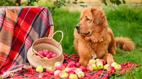 Frutas que seu cão adora e que pode comer sem medo