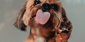 Cão se lambendo muito pode ser um problema, alerta veterinária
