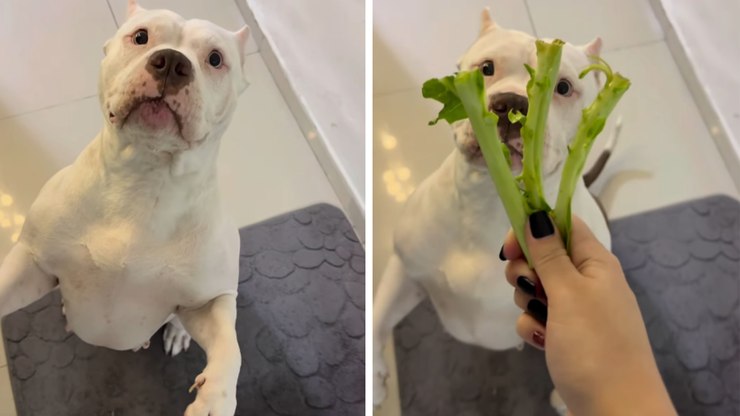Cachorro%20fica%20em%20pose%20de%20canguru%20%C3%A0%20espera%20de%20petisco%20