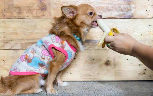 A banana está entre as frutas que podem ser incluídas na alimentação do cão por trazer diversos benefícios