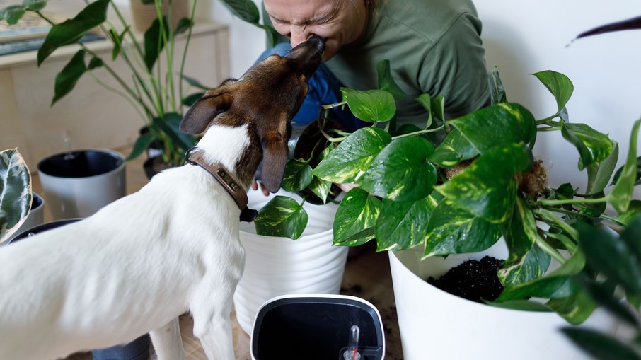 Descubra quais plantas são boas para o seu pet 