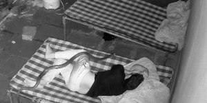 Homem acorda com cobra em sua cama e escapa sem ser picado