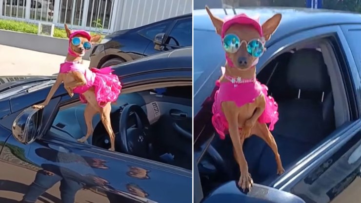 Pinscher%20encanta%20ao%20passear%20de%20vestido%20rosa%20e%20%C3%B3culos%20escuros