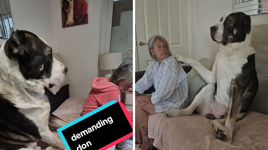 Cachorro de 84 kg vira sensação ao pedir colo como se fosse um filhote Cachorro de 84 kg vira sensação ao pedir colo como se fosse um filhote