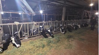 32%20vacas%20morrem%20ap%C3%B3s%20curto-circuito%20